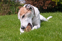 123 Treats Knee Cap Beef Bones closeup texture highlights satisfying crunch and real beef flavor.