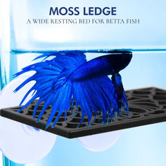 Abizoo Betta cave with large opening invites play and shelter.