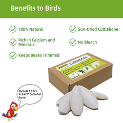 Acsist natural cuttlebone close-up highlights desalted, additive-free material for safe chewing.