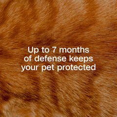 Cat wearing ADAMS Plus collar with a regular collar for versatile wear