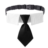 ADOGGYGO black necktie dog collar on small dog for wedding-ready elegance.