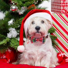 ADOGGYGO Christmas collar green plaid close-up for holiday style