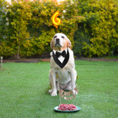 ADOGGYGO easy-on tuxedo with hook-and-loop fastener simplifies dressing.