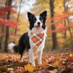 ADOGGYGO fall bandana on dog worn demonstrates easy tie and durability