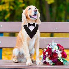 ADOGGYGO wedding dog collar bandana in black for a sophisticated event look