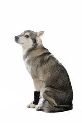 AGON dog brace with Velcro straps demonstrated for quick on-and-off use.