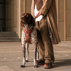 AKAILEA reflective harness improves visibility for night walks.