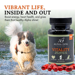 Alpha Dog Nutrition Vitality Krill Oil dog taking a softgel with meal for easy dosing.