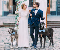 Amajiji light blue bow tie worn on dog with neck-friendly fit