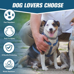 AMDEIUR puppy collar on a small dog demonstrates adjustable fit.