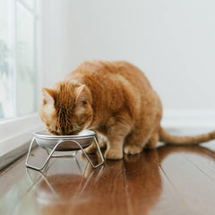 Americat whisker-friendly design minimizes whisker contact during meals.