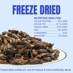 Amzey Appetizing Mealworms crickets close-up highlighting protein for bearded dragons.