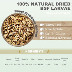 Amzey BSF larvae poultry treat boosts egg quality and daily protein intake.
