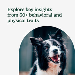 AncestryDNA dog DNA results page showing breed mix and trait insights clearly.