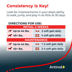Dog walking in park with Antinol Plus suggests improved daily mobility.