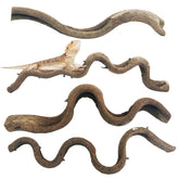 Apatal reptile-branch forest-branch-collection provides natural climbing decor for terrariums