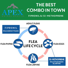 Apex Plus life-cycle diagram highlights flea life cycle disruption.