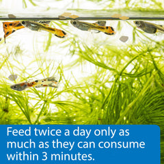 API Tropical Greens Flakes feeding action captures herbivores eagerly consuming flakes.