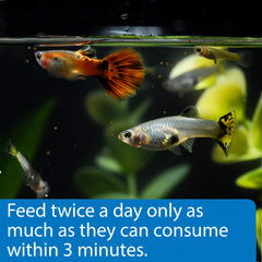 API Tropical Mini Pellets feeding action demonstrates easy feeding in aquarium
