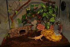AQUA KT terrarium décor bowl adds natural aesthetics while supporting feeding activities.