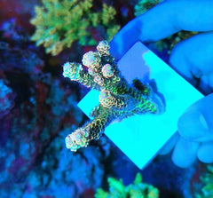 Aquarium Choice 50mm square plate base pristine white color ideal SPS/LPS frag support