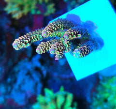Aquarium Choice ceramic frag plate base 0.23 inch thickness stable underwater for corals