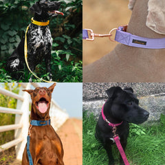 Aring Pet velvet dog leash closeup stitching highlighting box stitch durability.