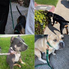 Aring Pet velvet dog leash size chart showing XS to M options.