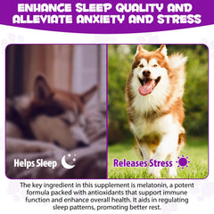 ARMOYA dog melatonin bottle beside a relaxed dog, signaling stress relief potential.