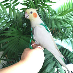 ASOCEA adjustable harness chest measurement demonstrates precise fit for many parrots.