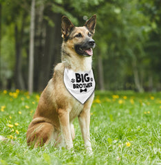 AUII JO DESIGN pet baby announcement bandana for gender reveal moments