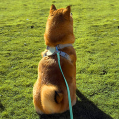 AUMAILI dog training long leash mint green 15ft ready for outdoor recall sessions.