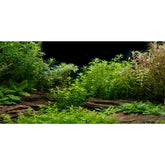 AWERT river-bed background creates realistic depth for the aquarium's natural look.
