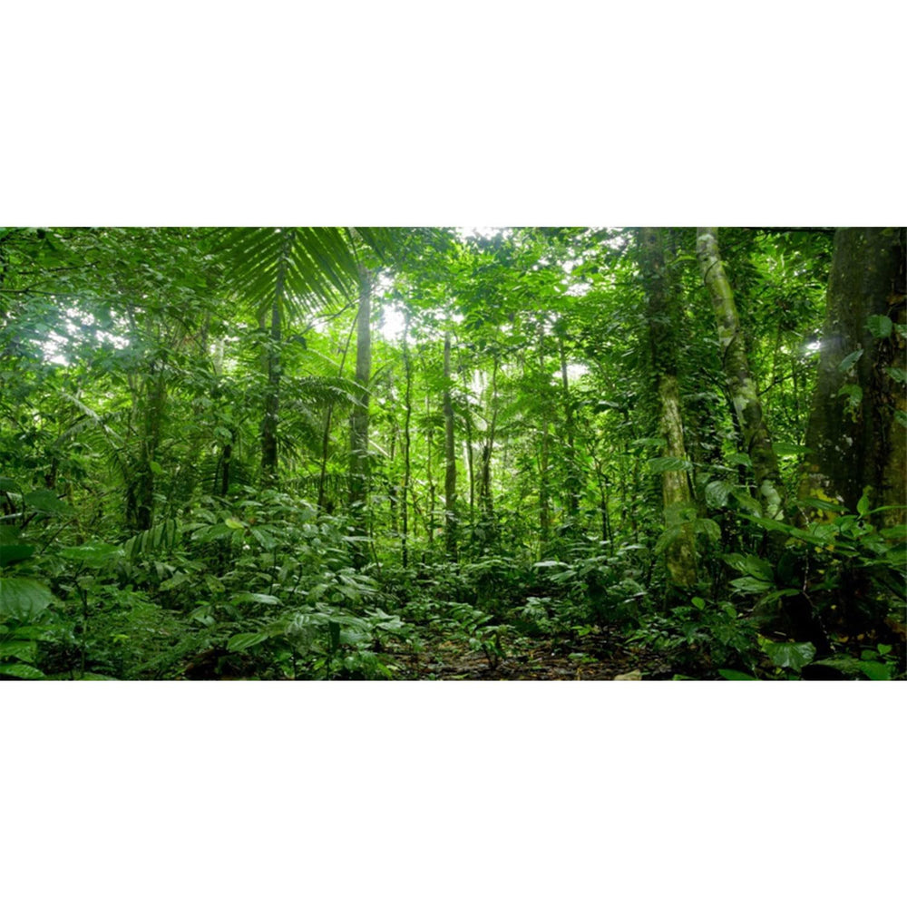 AWERT terrarium background tropical tree rainforest for immersive habitat depth and realism