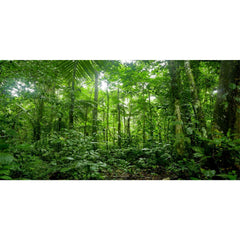 AWERT terrarium background tropical tree rainforest for immersive habitat depth and realism