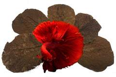 Awesome Aquatic Betta Leaves close-up highlight vein patterns and tannin benefits