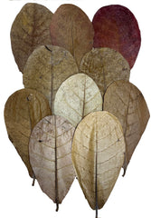 Awesome Aquatic Indian Almond leaves packaged for easy activation in soft-water tanks