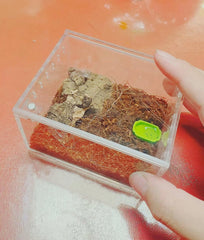 AWXZOM clear acrylic spider cage interior view aids precise feeding and cleaning