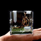 AWXZOM Spider Terrarium front view shows clear acrylic for easy pet observation