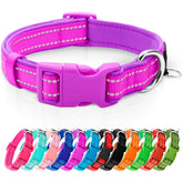 Azuza Reflective Dog Collar with neoprene padding for comfort and night visibility on small dogs.
