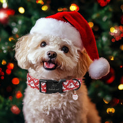 Babole Pet Christmas dog collar on a small dog with safety buckle in festive setting