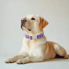Babole Pet corduroy collar closeup highlights soft texture ideal for sensitive necks.
