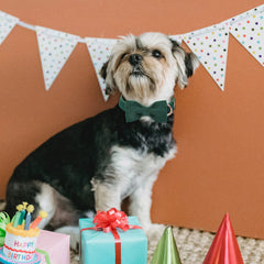 Babole Pet Green Collar showing size adjustment for growing dogs