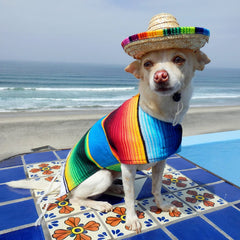 Baja Ponchos tequila plush toy, playful chew for small to large dogs.