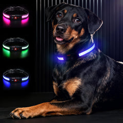 Bamda Light Up Dog Collar Blue-S on a dog shows vivid night visibility
