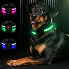 Bamda Light Up Dog Collar close-up shows 270° LED glow for safer night walks.