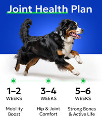 BARK&SPARK older dog running in park illustrates potential mobility improvement