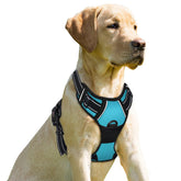 BARKBAY No Pull Front-Clip Harness on blue large dog for controlled walking.