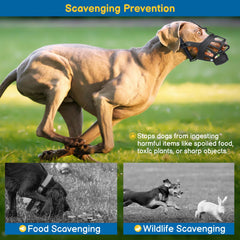 BARKLESS Basket Muzzle used in acclimatization training with treats.