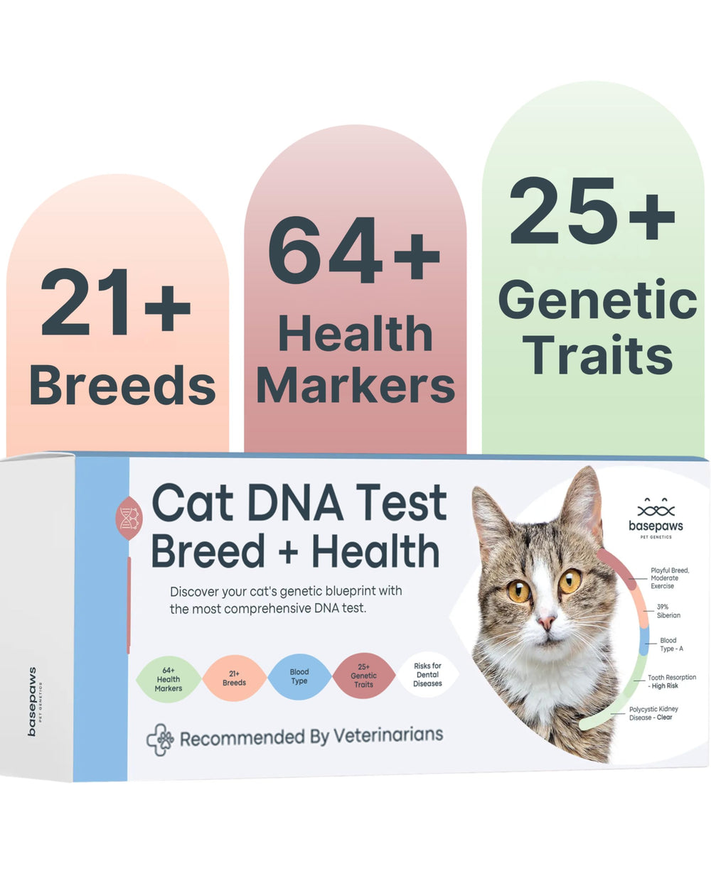 Basepaws cat DNA test kit sample collection shows easy at home sampling for insights